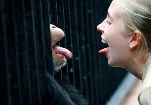 The F8 and Be There rule allowed a professional editorial photographer to capture a spontaneous moment between a trainer and a chimpanzee at an animal sanctuary in Tarpon Springs, FL.